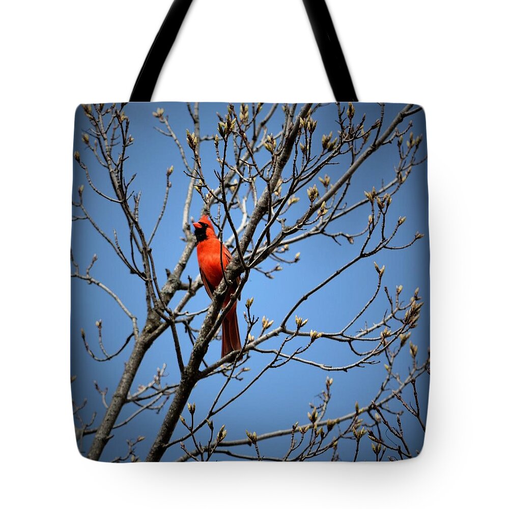  Tote Bag featuring the photograph Songbird by Kimberly Woyak