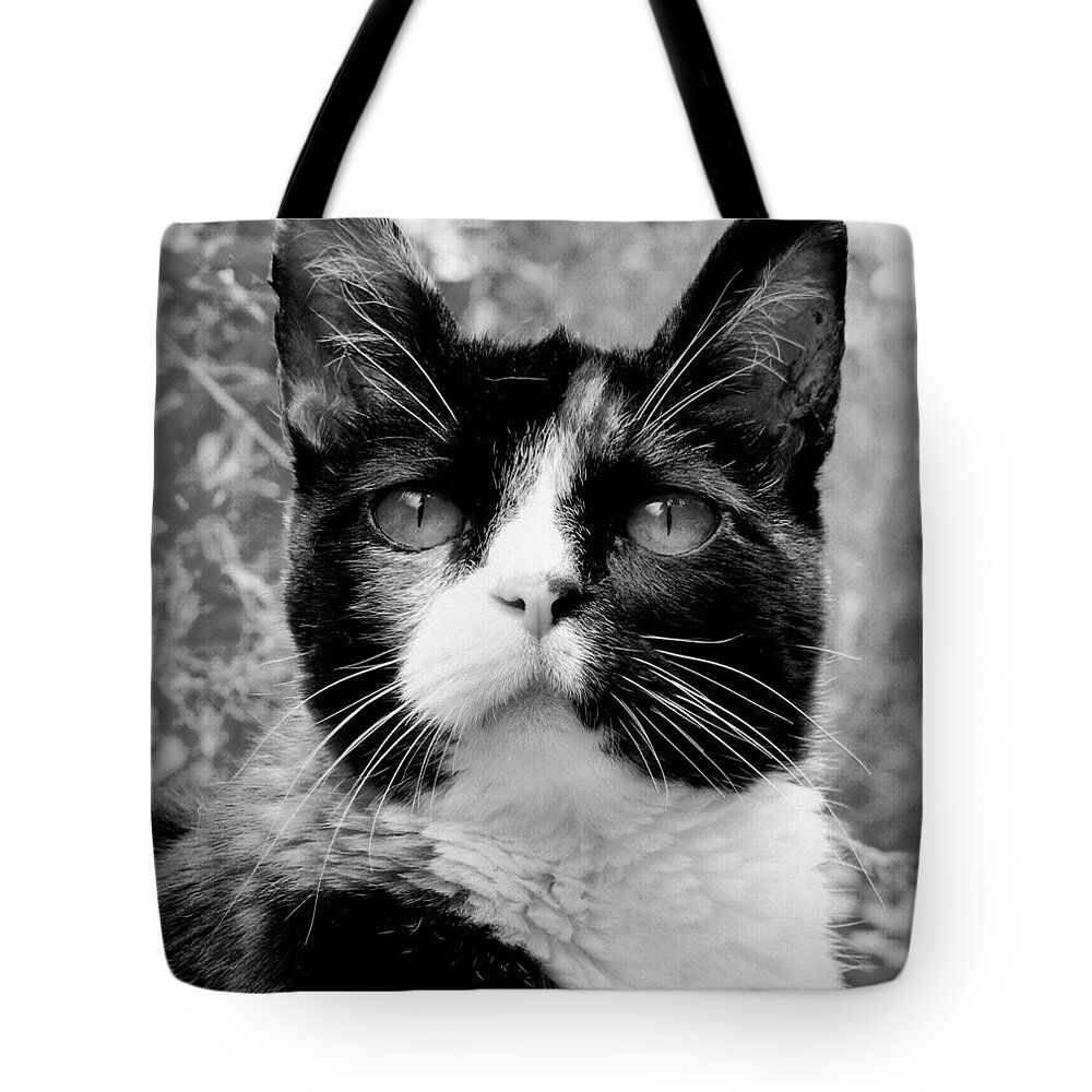 Cat Tote Bag featuring the photograph Souls Great and Small by Rory Siegel