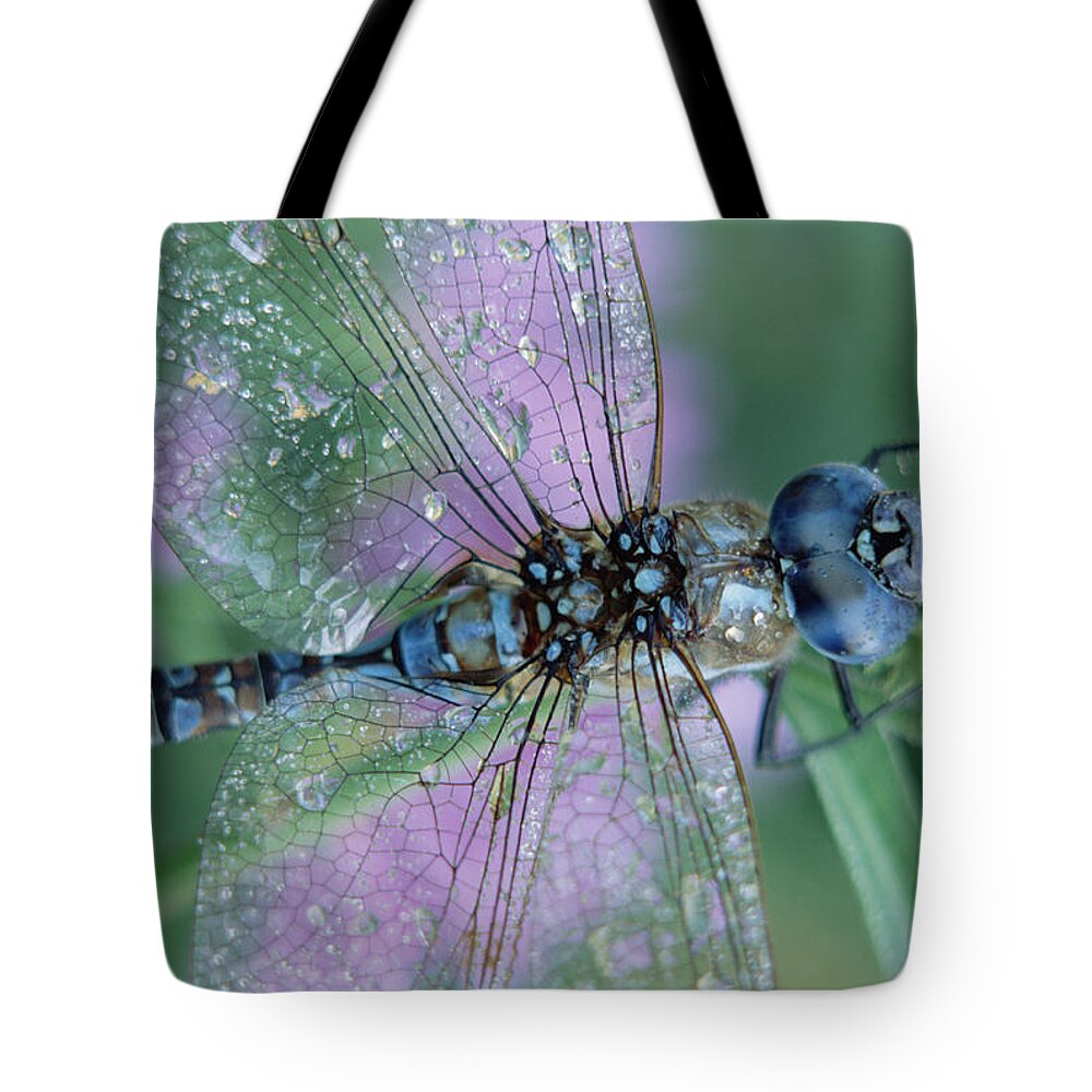 Mp Tote Bag featuring the photograph Southern Hawker Dragonfly Aeshna Cyanea by Tim Fitzharris
