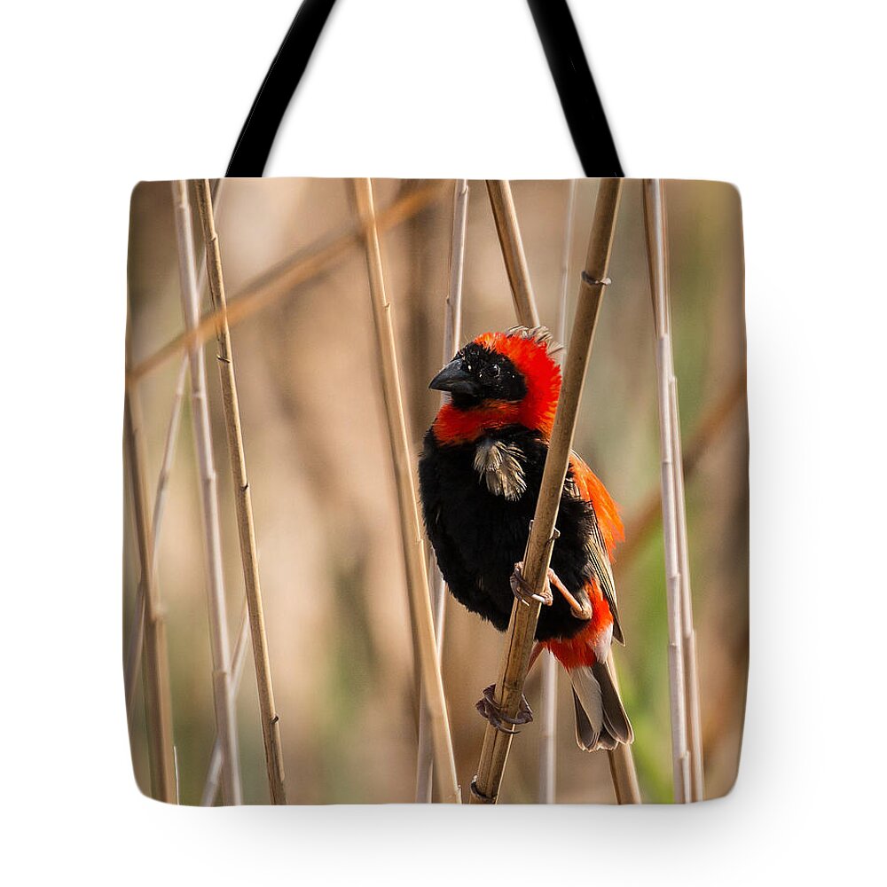 Bird Tote Bag featuring the photograph Southern Red Bishop by Claudio Maioli