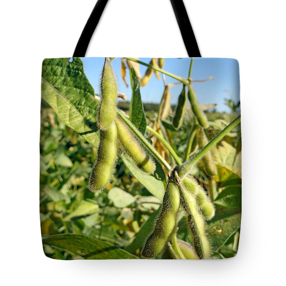 Soybeans Tote Bag featuring the photograph Soybeans in Autumn by Robert Meyers-Lussier