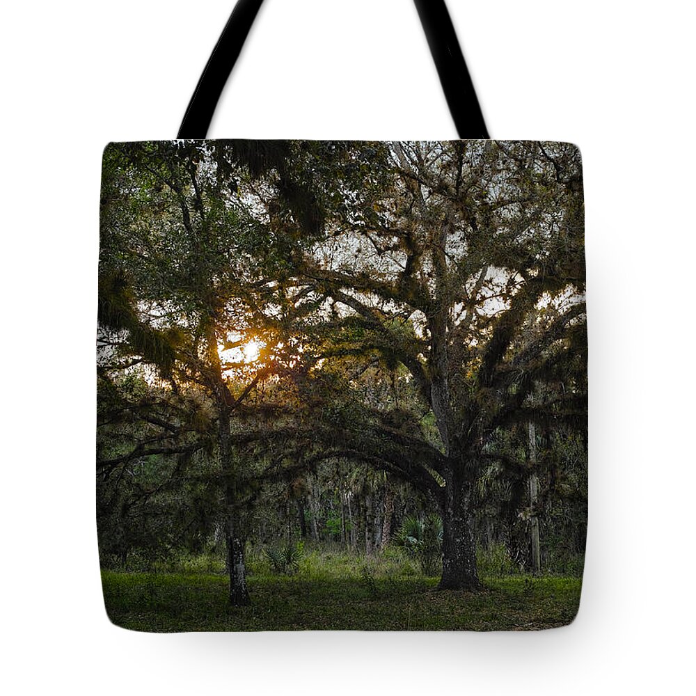 Spanish Moss Tote Bag featuring the photograph Spanish Moss during Sunset by Roberto Aloi