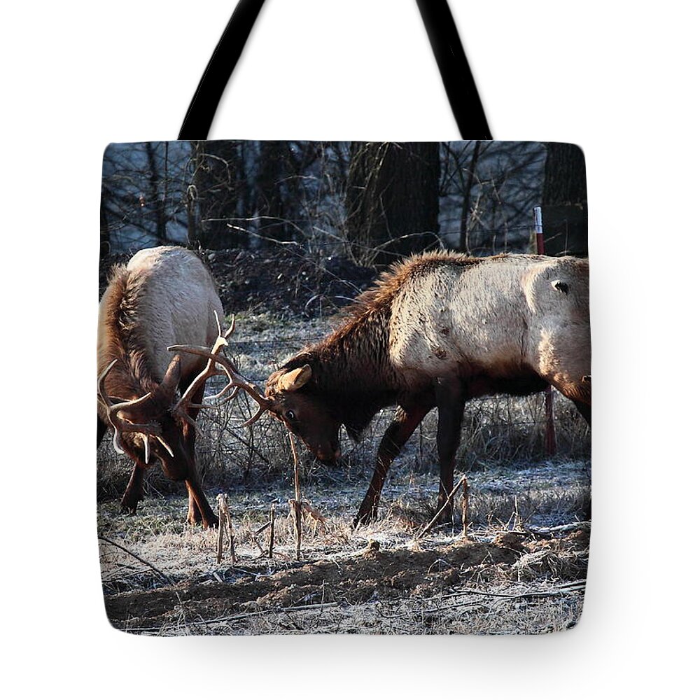 Bull Elk Tote Bag featuring the photograph Sparring Elk in February by Michael Dougherty