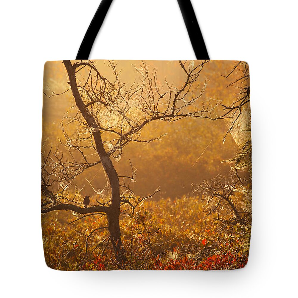 Autumn Tote Bag featuring the photograph Sparrow and Spiderwebs by Irwin Barrett