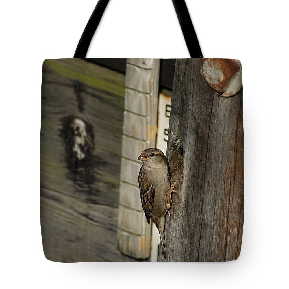 Bird Tote Bag featuring the photograph Sparrow in Pier Townhouse by Margie Avellino