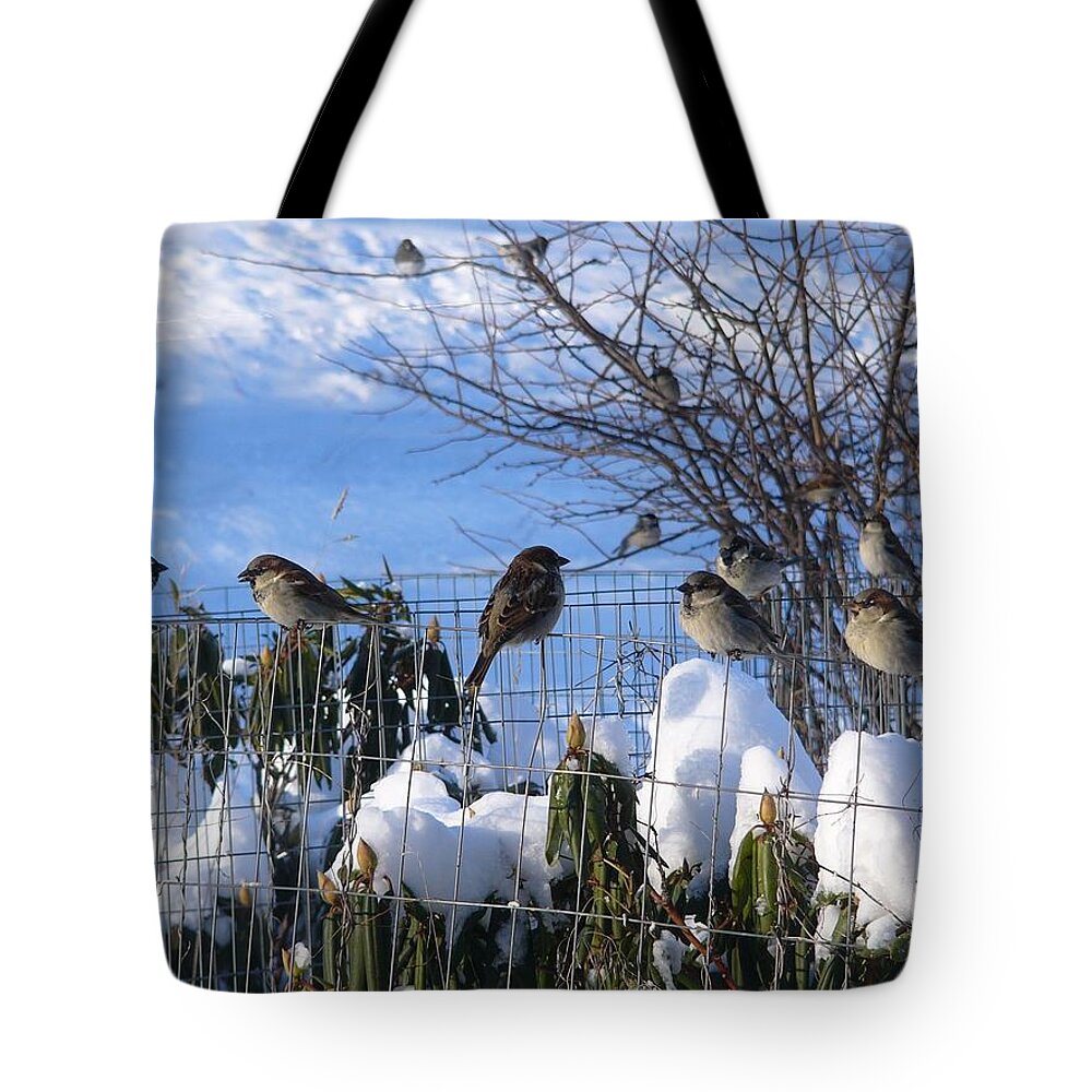 Sparrow Tote Bag featuring the photograph Sparrow by Mariel Mcmeeking