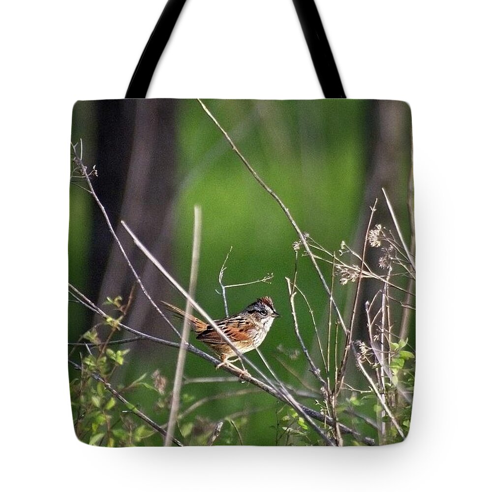 Wildlife Tote Bag featuring the photograph Sparrow On A Branch by John Benedict