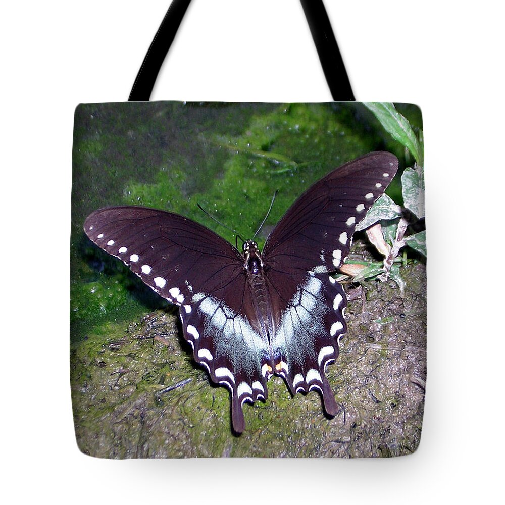 Butterfly Tote Bag featuring the photograph Spicebush Swallowtail Butterfly by George Jones