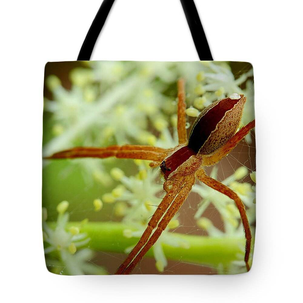 Spider Tote Bag featuring the photograph Spider In The Flowers by Michael Eingle