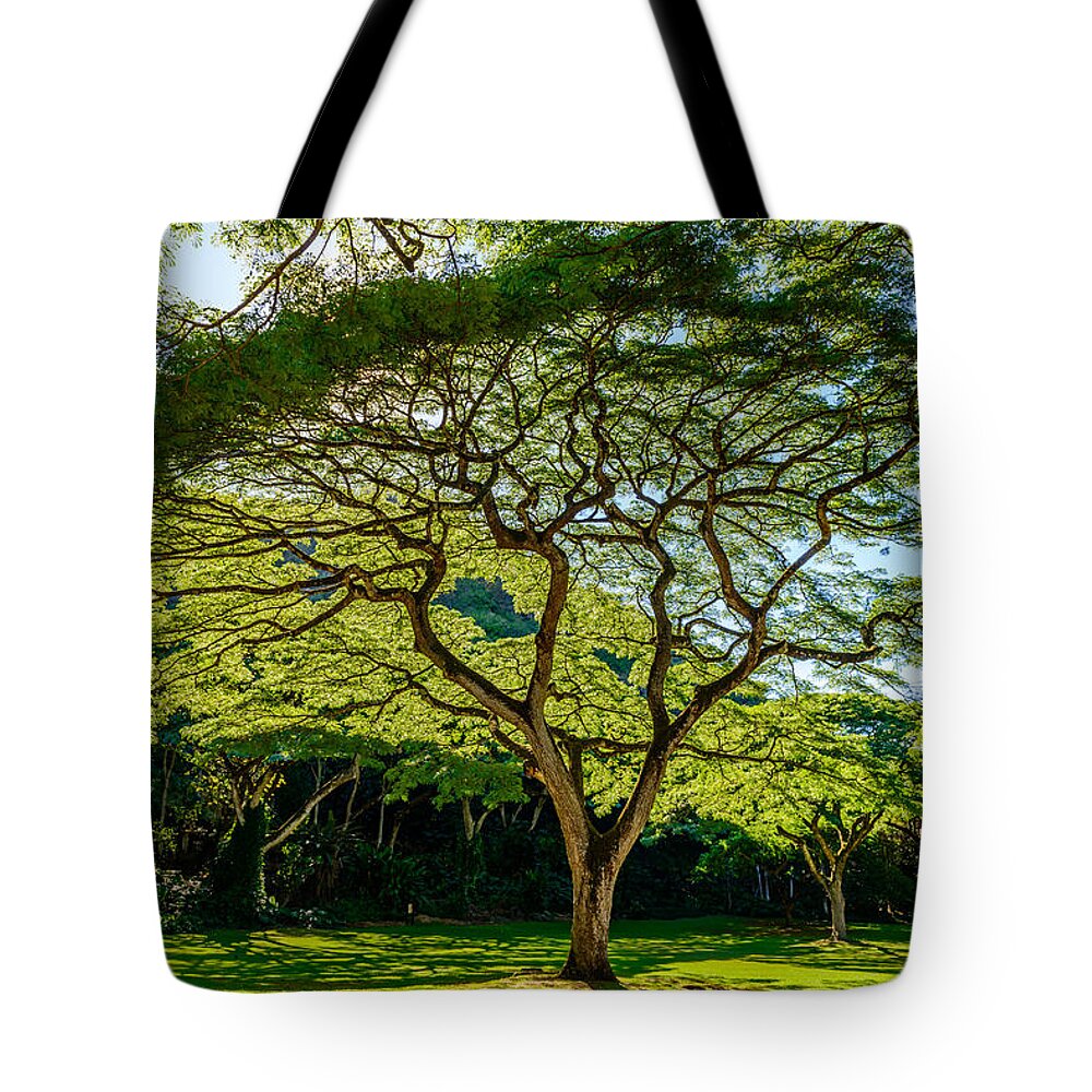 Hawaii Tote Bag featuring the photograph Spider Tree by Michael Scott