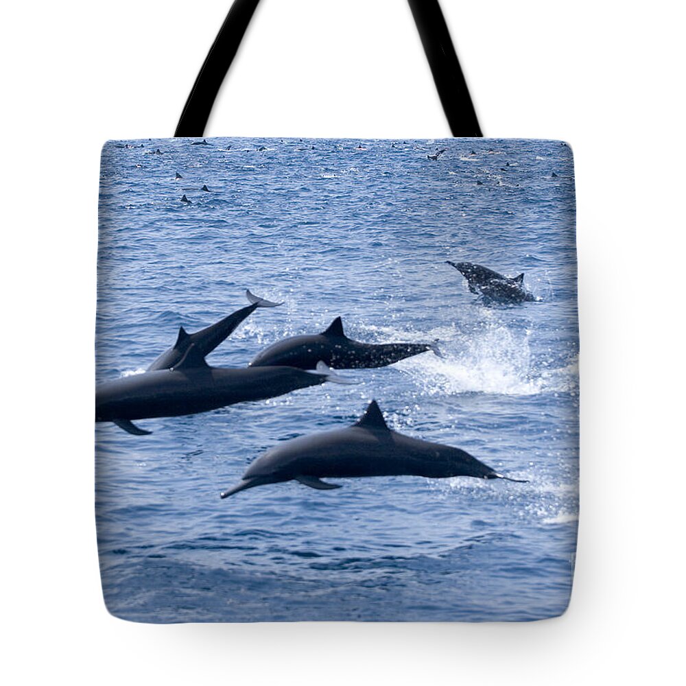 Amaze Tote Bag featuring the photograph Spinner Dolphins by Rick Gaffney - Printscapes