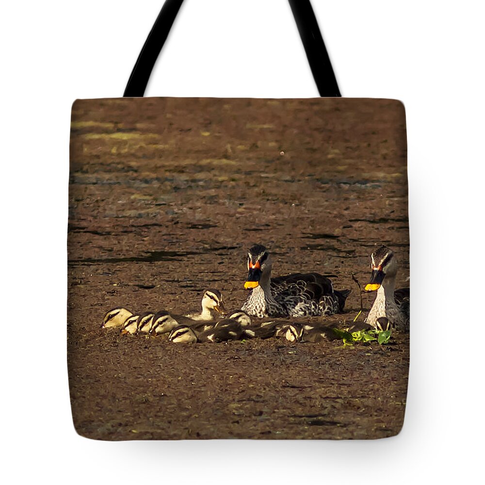 Spotbill Tote Bag featuring the photograph Spot Billed Duck Family by Ramabhadran Thirupattur
