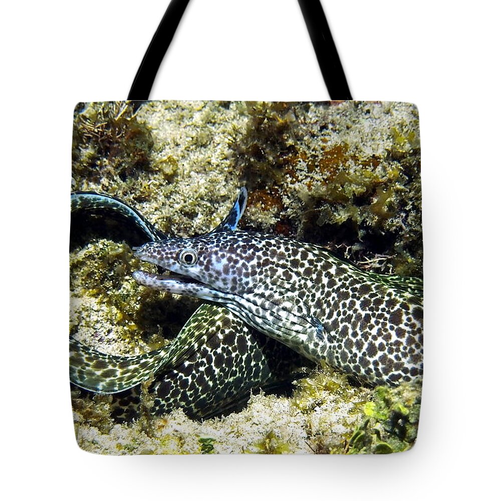 Nature Tote Bag featuring the photograph Spotted Moray Eel by Amy McDaniel