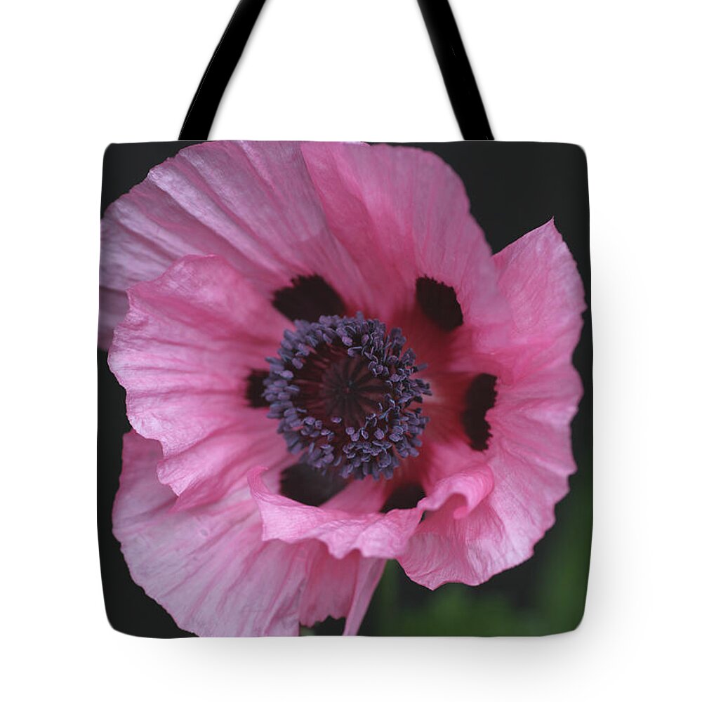 Poppy Tote Bag featuring the photograph Spotted Pink Poppy by Tammy Pool