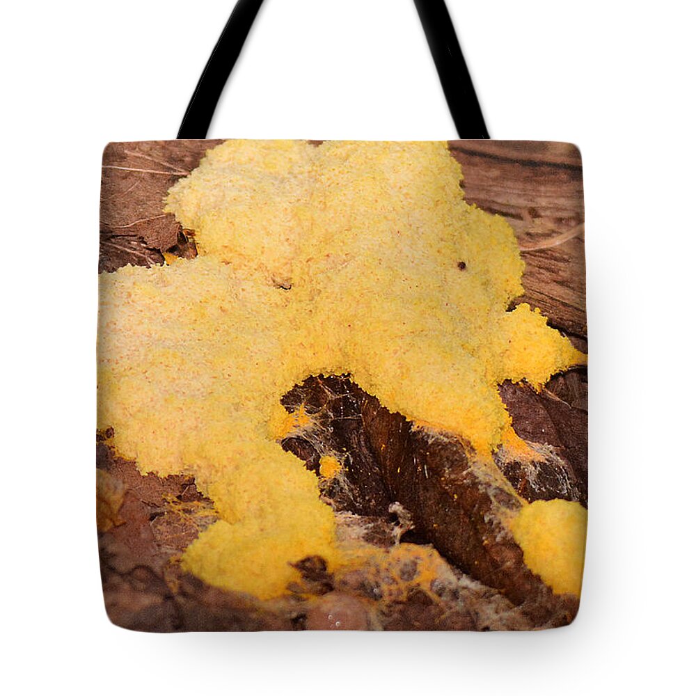 Fungi Tote Bag featuring the photograph Spreading Yellow Tooth by Alan Lenk