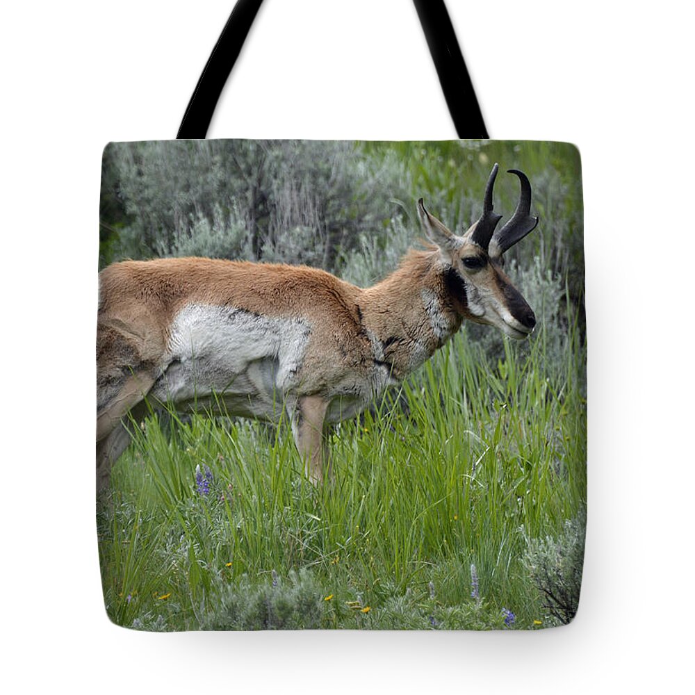 Yellowstone Tote Bag featuring the photograph Spring Antelope by Bruce Gourley