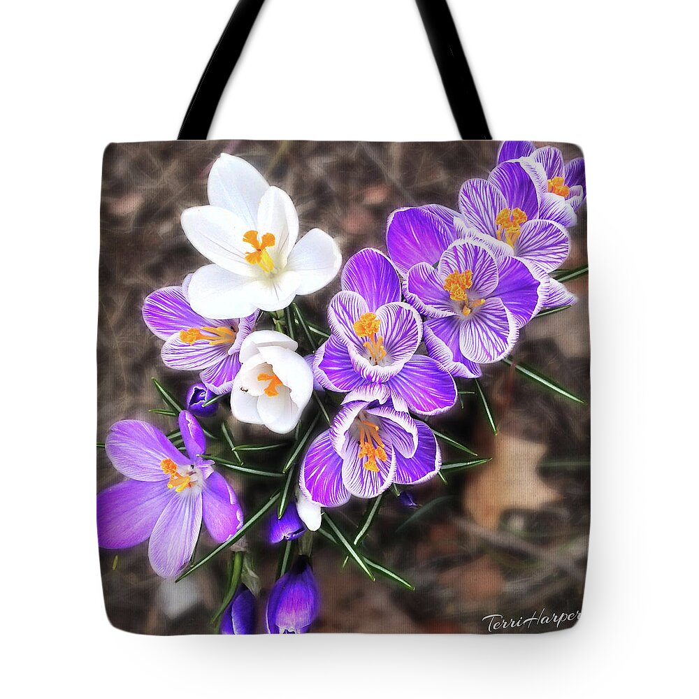 Crocus Tote Bag featuring the photograph Spring Beauties by Terri Harper
