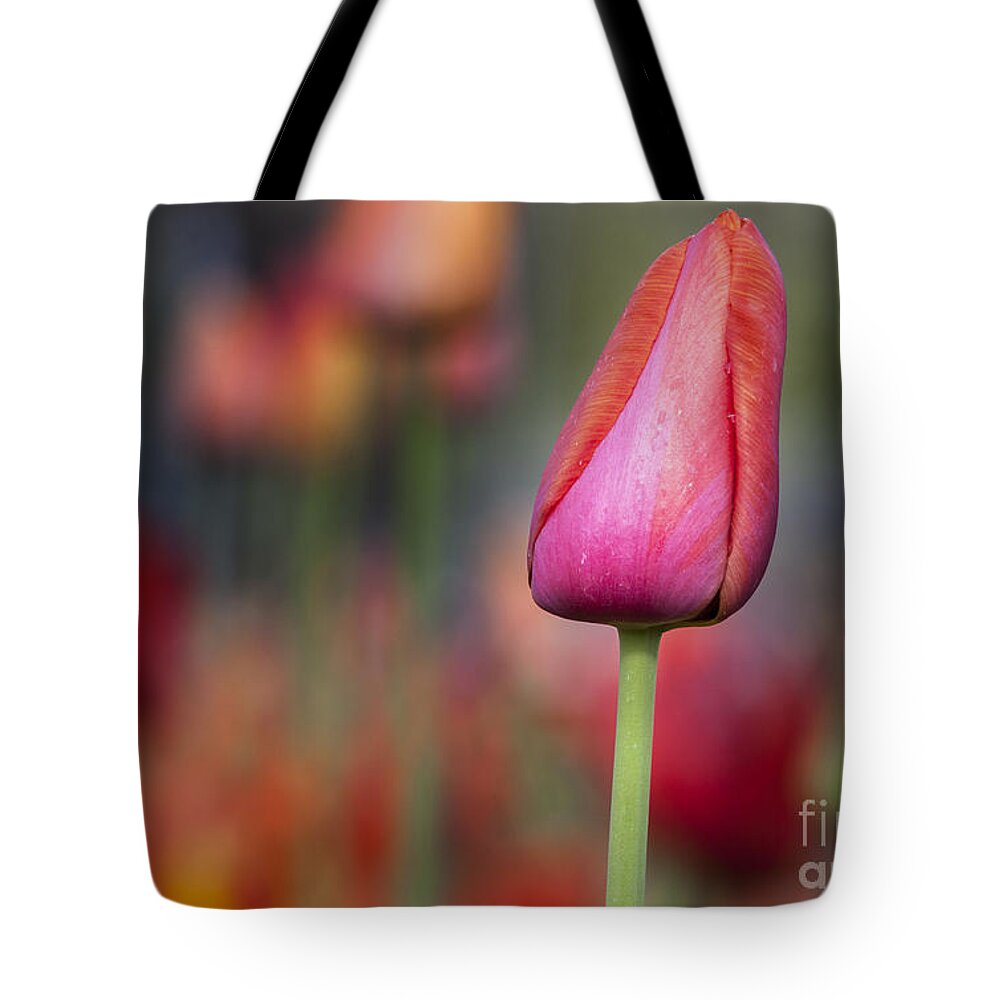 Tulips Tote Bag featuring the photograph Spring Beauty 5 by David Millenheft