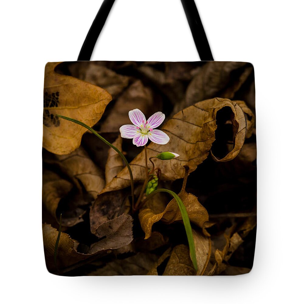 Flower Tote Bag featuring the photograph Spring Beauty by Jeff Phillippi