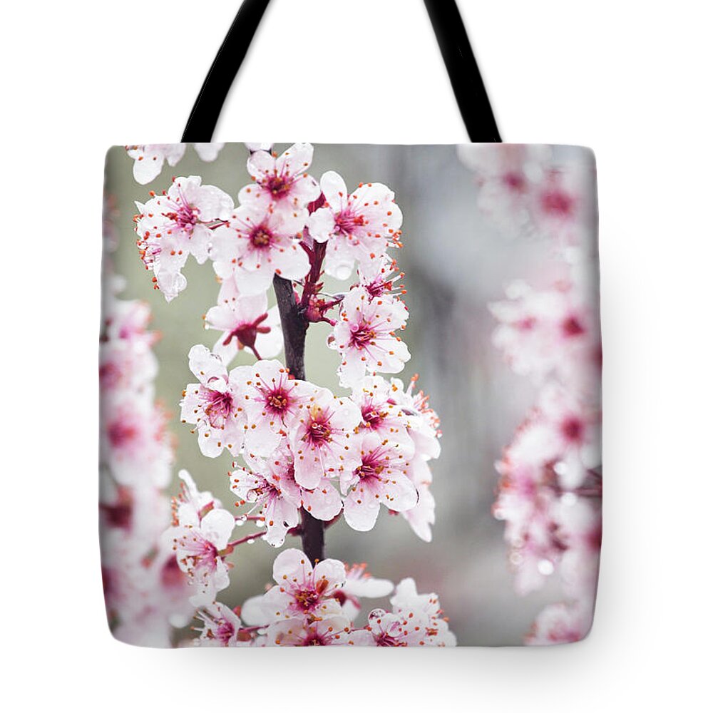 Springs Blooms Tote Bag featuring the photograph Spring Blossoms by Karol Livote