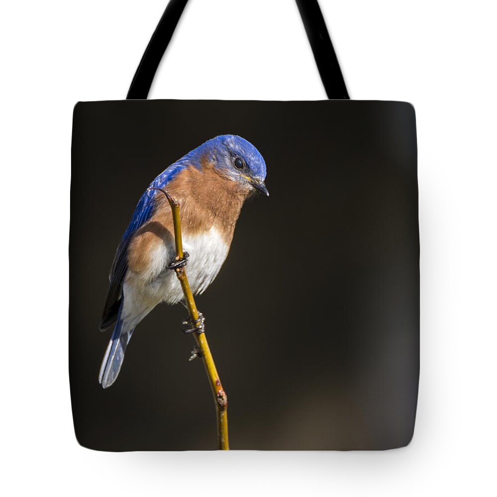 Bluebird Tote Bag featuring the photograph Spring Bluebird by Andy Smetzer
