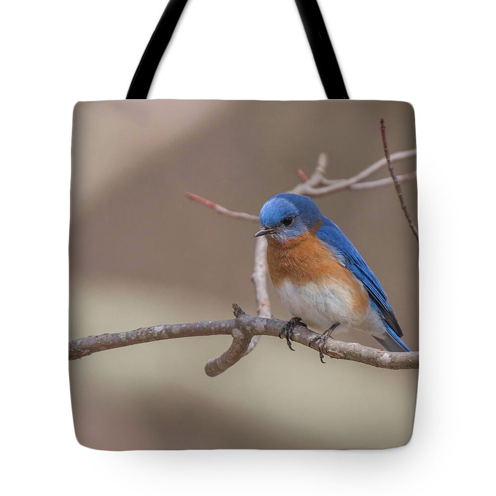 Bird Tote Bag featuring the photograph Spring Bluebird by Jody Partin