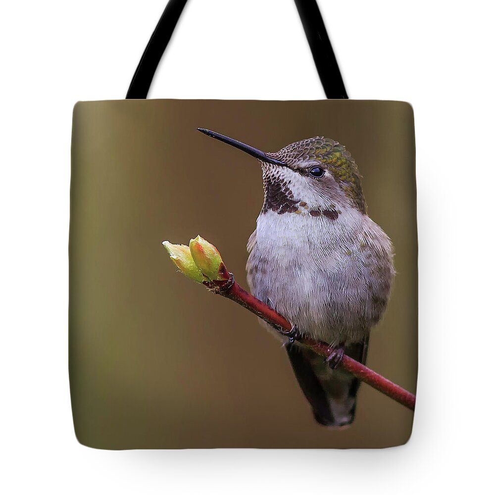 Bird Tote Bag featuring the photograph Spring Bud by Briand Sanderson