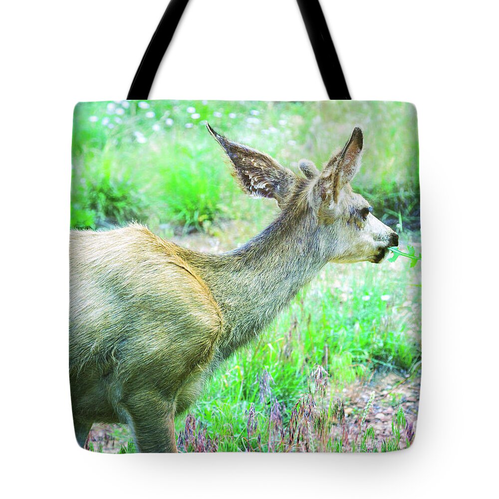 Animal Tote Bag featuring the photograph Spring Deer by Natalie Rotman Cote