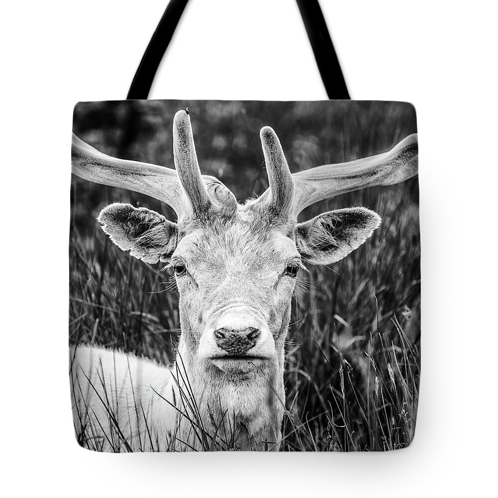 Spring Tote Bag featuring the photograph Spring Deer by Nick Bywater