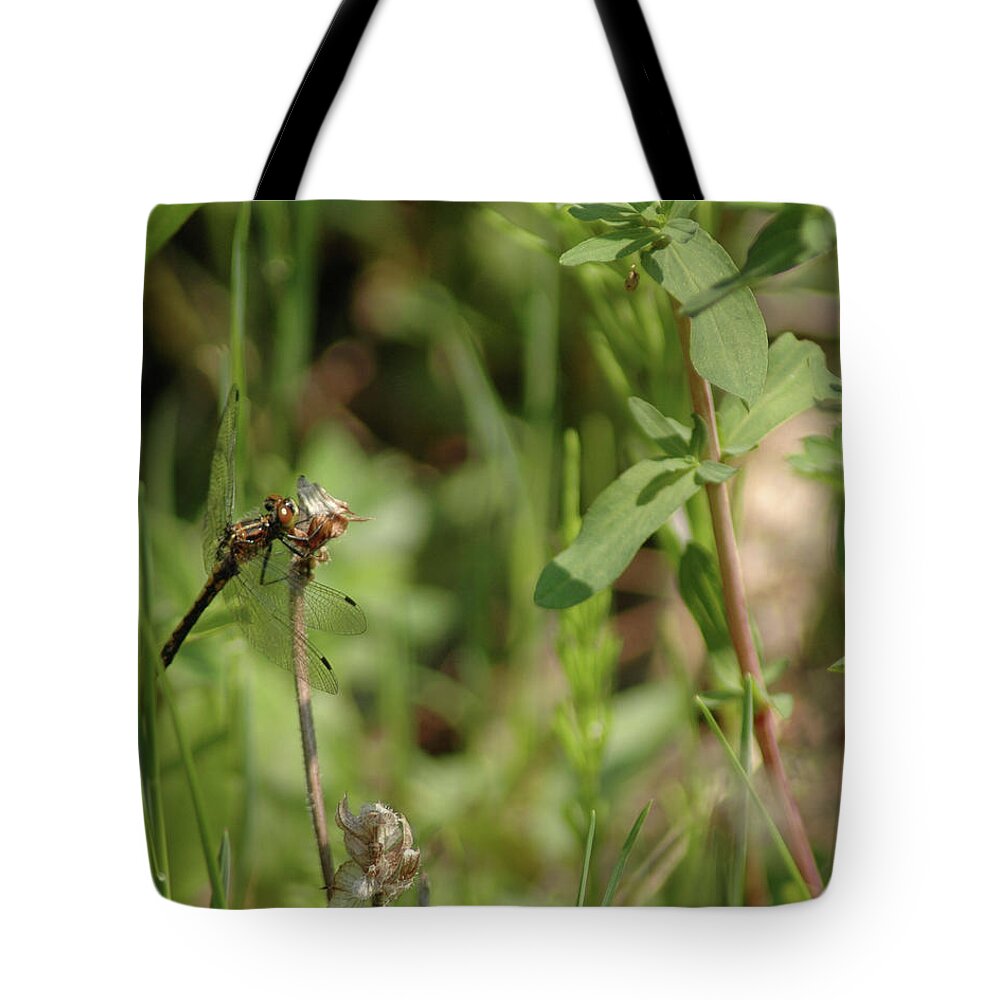Usa Tote Bag featuring the photograph Spring Dragonfly by LeeAnn McLaneGoetz McLaneGoetzStudioLLCcom