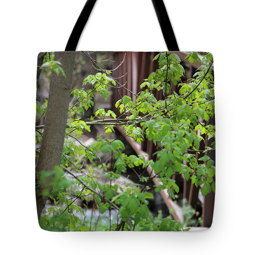 Boxelder Leaves Tote Bag featuring the photograph Spring In The Mountains At American Fork Canyon Utah by Colleen Cornelius