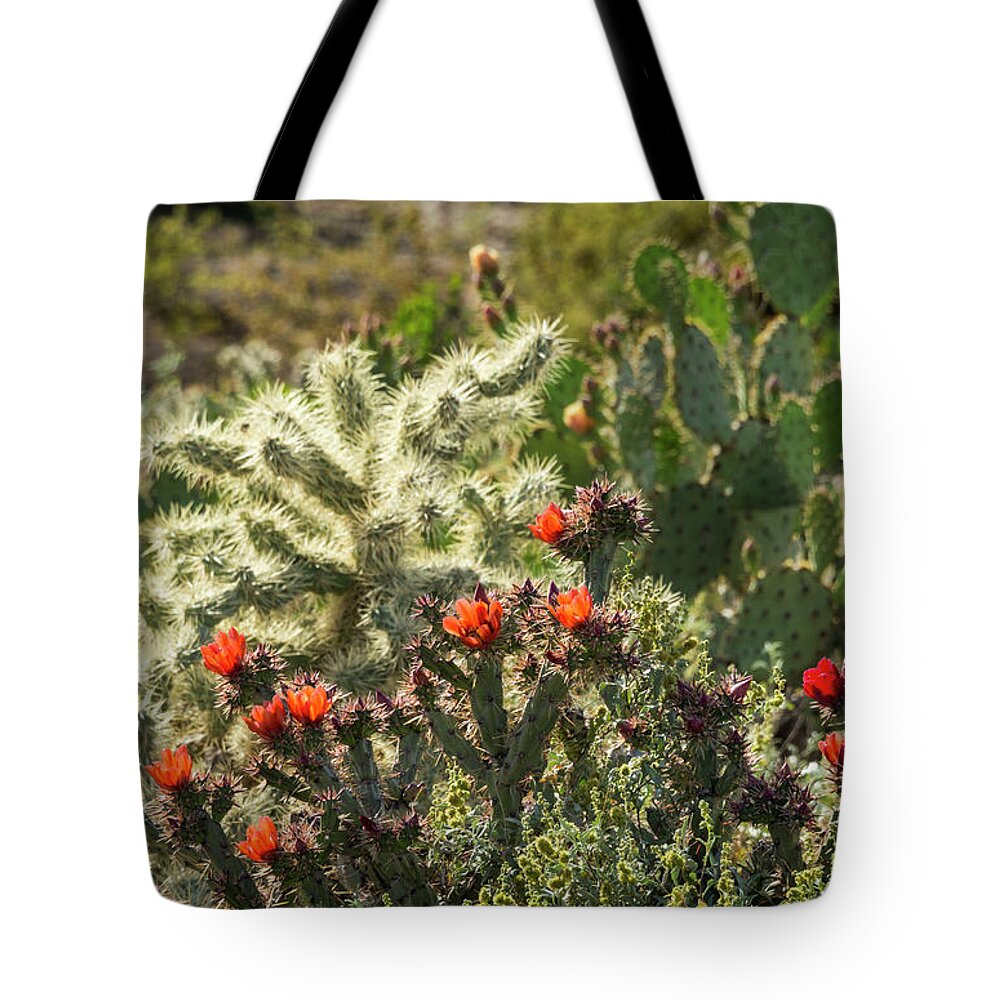 Cholla Cactus Tote Bag featuring the photograph Spring in the Sonoran by Saija Lehtonen