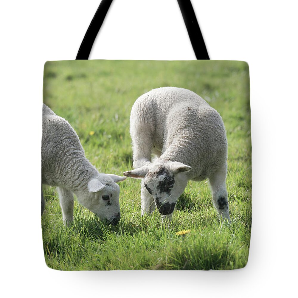 Spring Tote Bag featuring the photograph Spring Lambs by Scott Carruthers