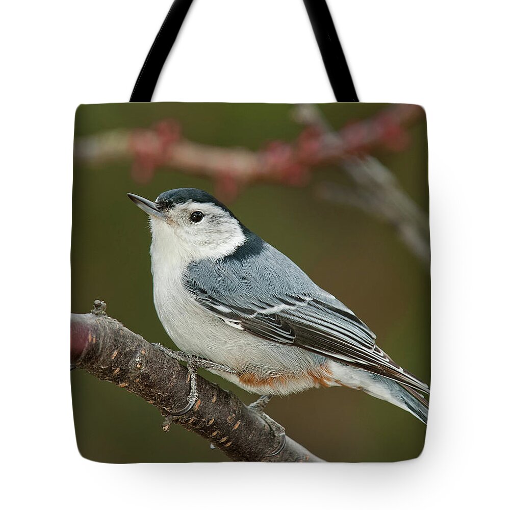 White Breasted Nuthatch Tote Bag featuring the photograph Spring Nuthatch 2017 by Lara Ellis