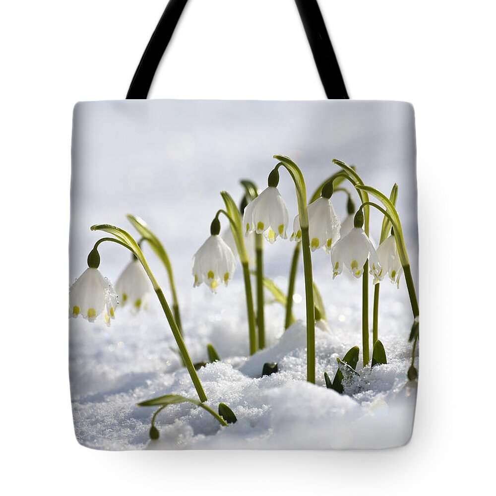 Mp Tote Bag featuring the photograph Spring Snowflake Leucojum Vernum by Konrad Wothe