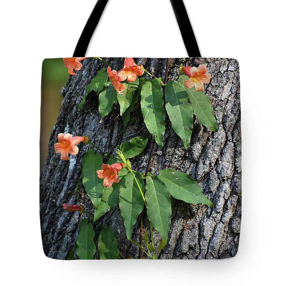 Pictures Of Flowers Tote Bag featuring the photograph Vinery by Skip Willits