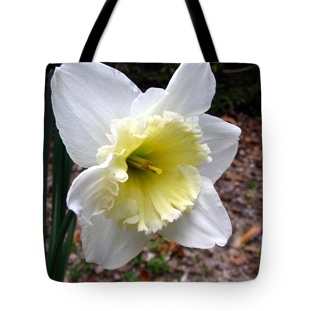 Daffodil Tote Bag featuring the photograph Spring's First Daffodil 1 by J M Farris Photography