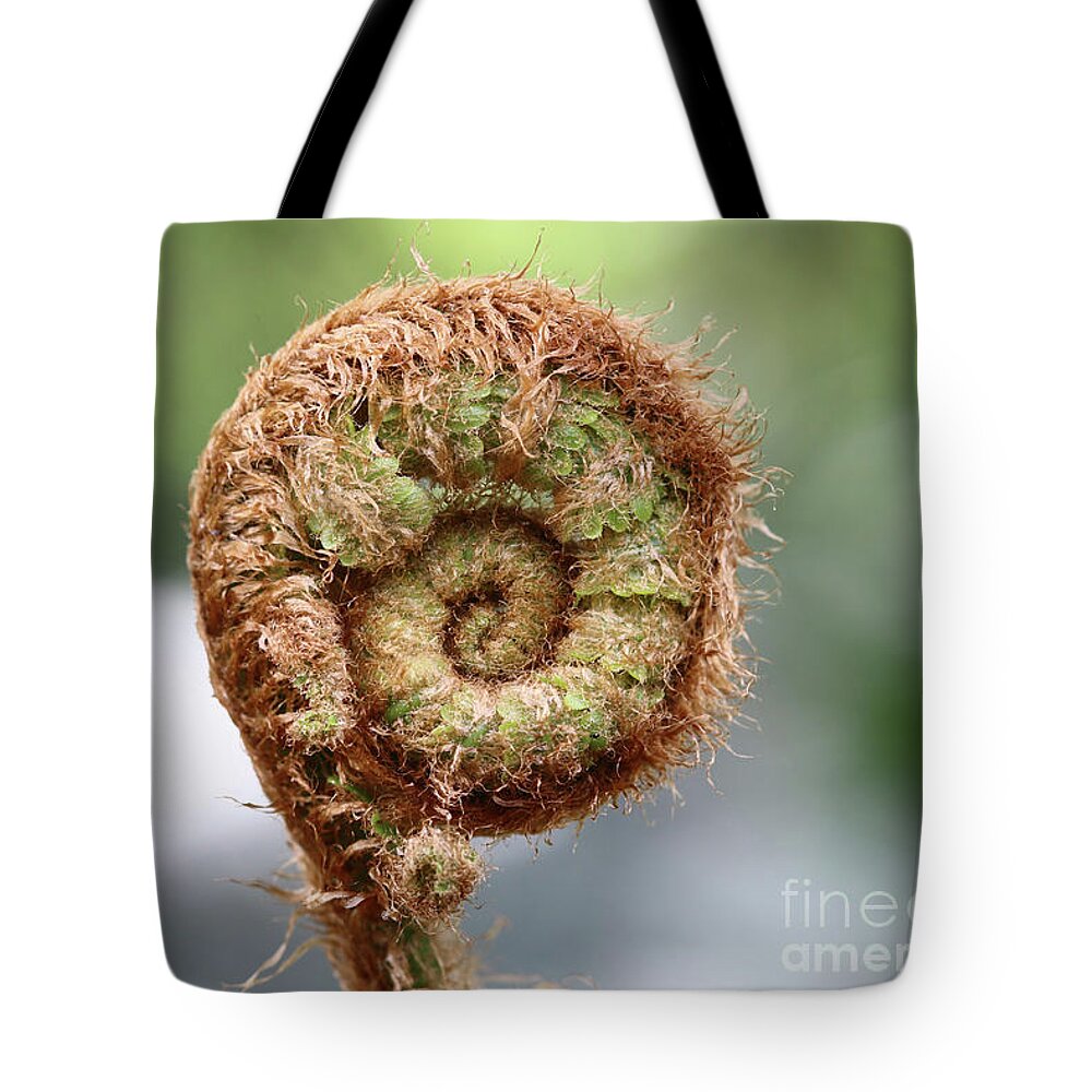 Sprout Tote Bag featuring the photograph Sprout of ferns by Michal Boubin