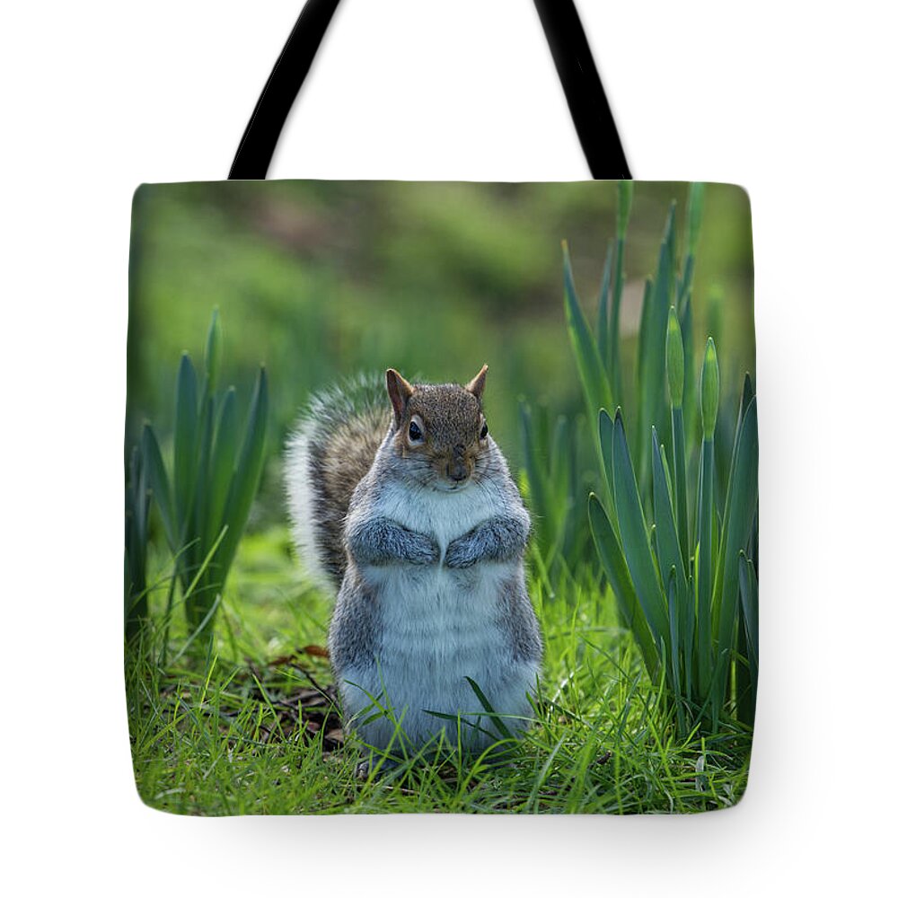 Colchester Tote Bag featuring the photograph Squirrel Among the Daffodils by Leah Palmer