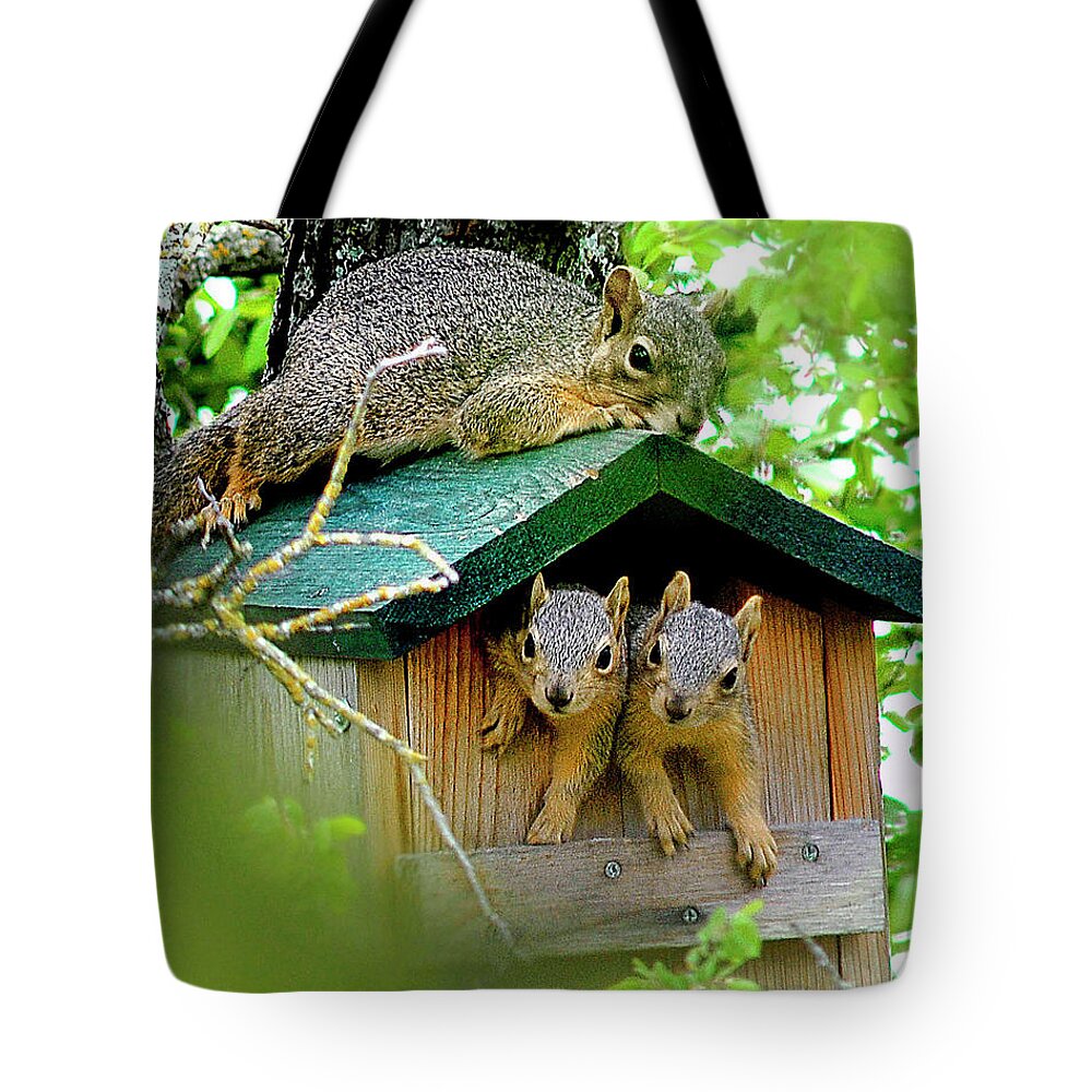 Squirrel Tote Bag featuring the photograph Squirrel Family Portrait by Ted Keller