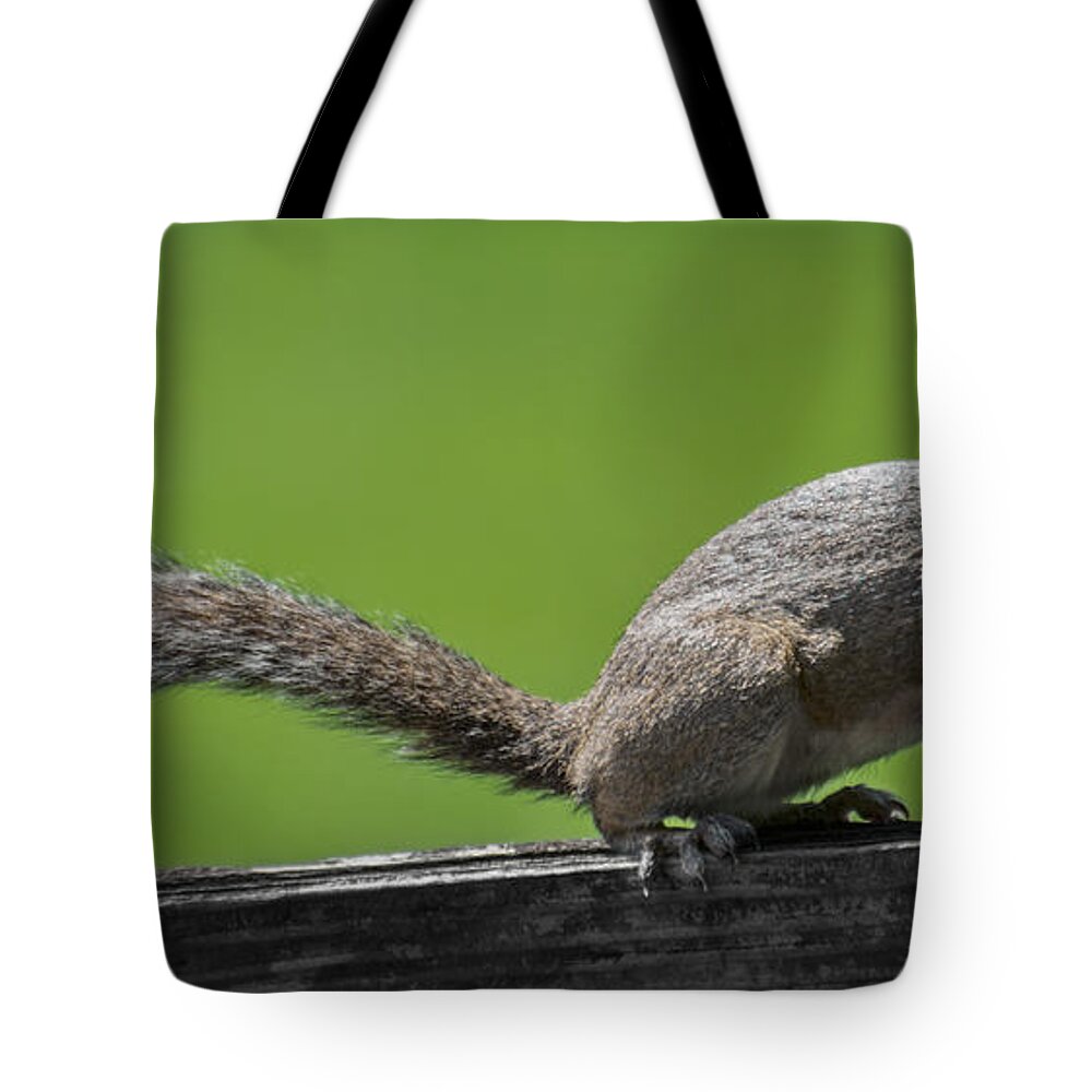 Squirrel Tote Bag featuring the photograph Squirrel Run by Metaphor Photo