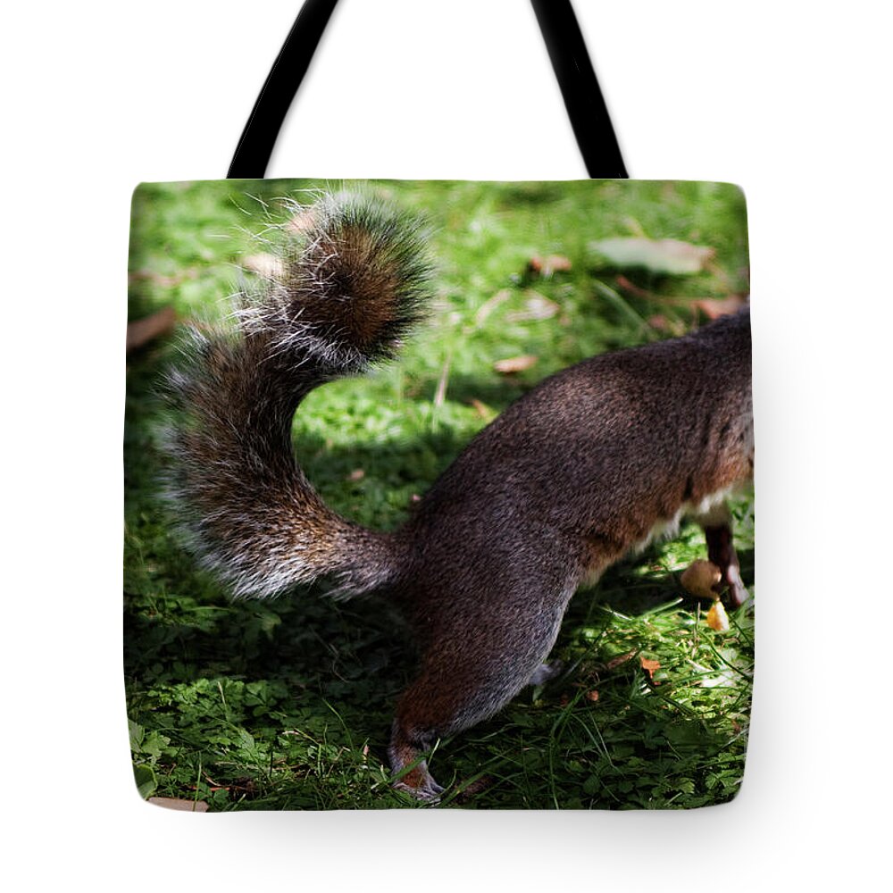 Squirrel Tote Bag featuring the photograph Squirrel running by Agusti Pardo Rossello