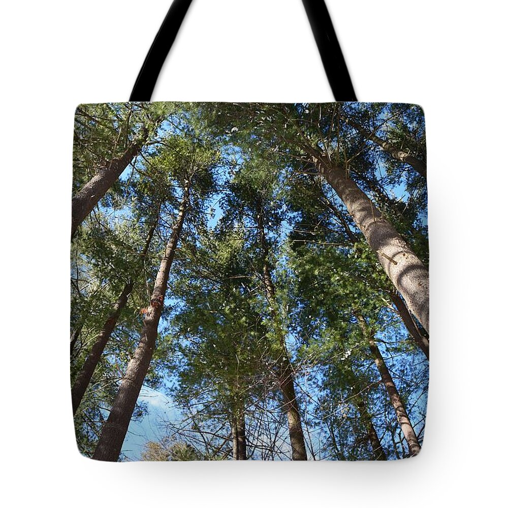 Trees Tote Bag featuring the photograph Squirrels Highway by Dani McEvoy