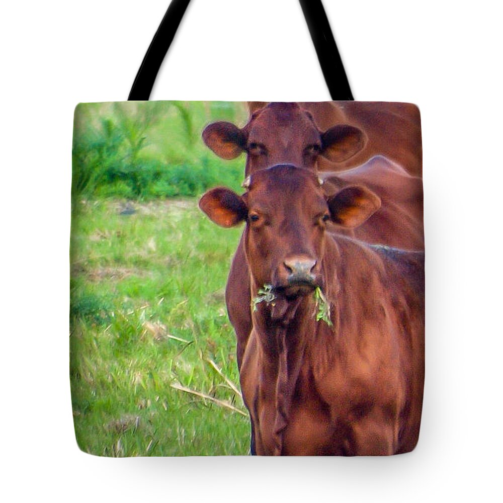 Cows Tote Bag featuring the photograph Stacked Up Cows     by Tom Claud