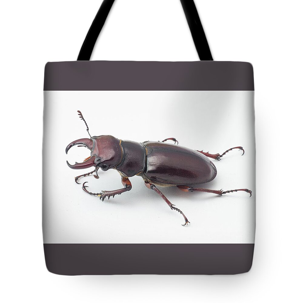 Lucanidae Tote Bag featuring the photograph Stag Beetle by Jim Zablotny