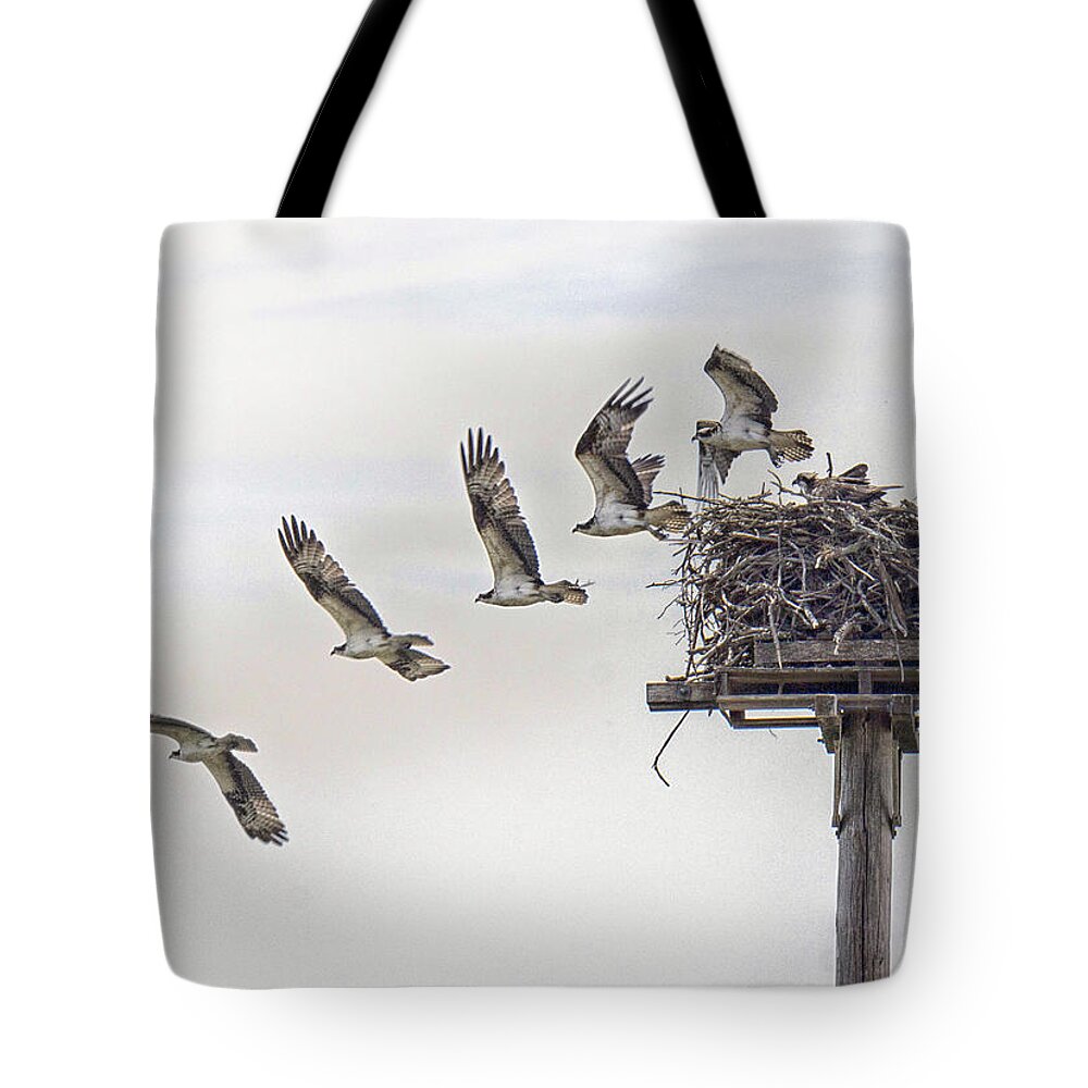 Osprey Tote Bag featuring the photograph Stages Of Departure by Constantine Gregory