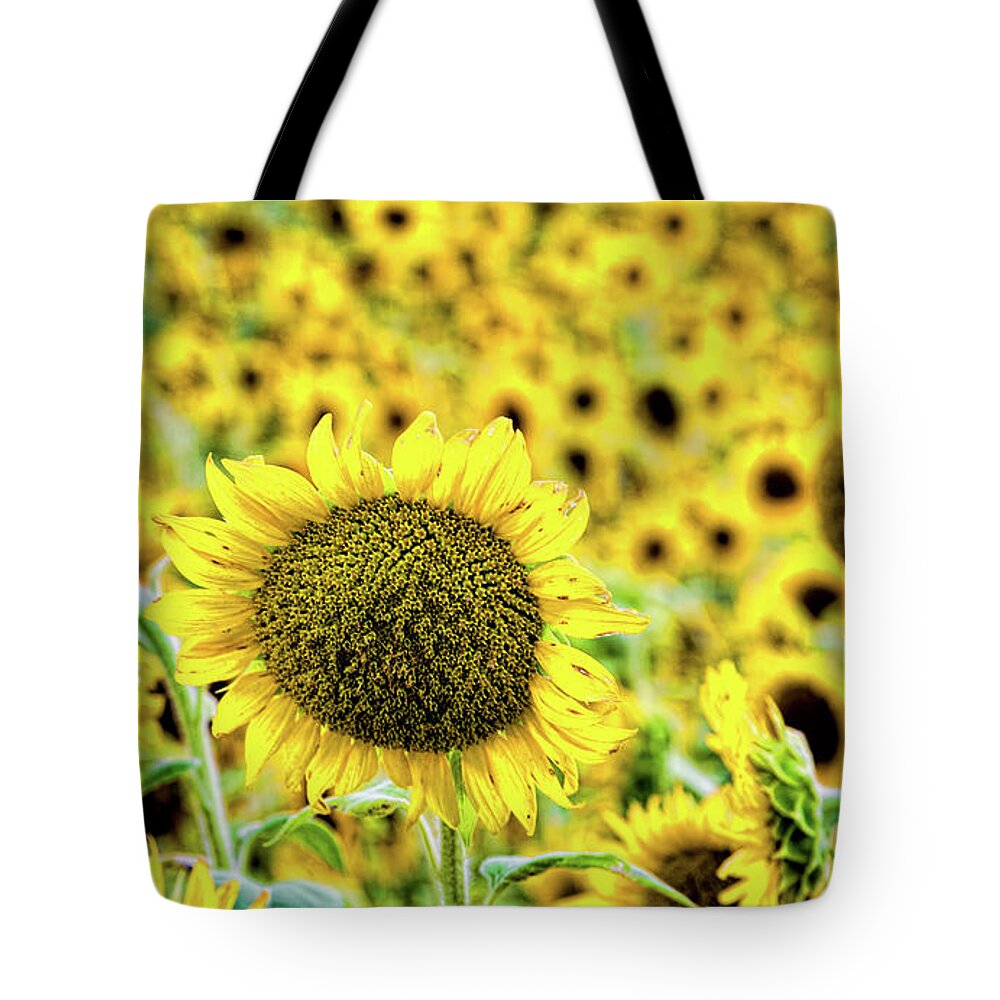 Sunflower Tote Bag featuring the photograph Stand out in a crowd by Joe Holley