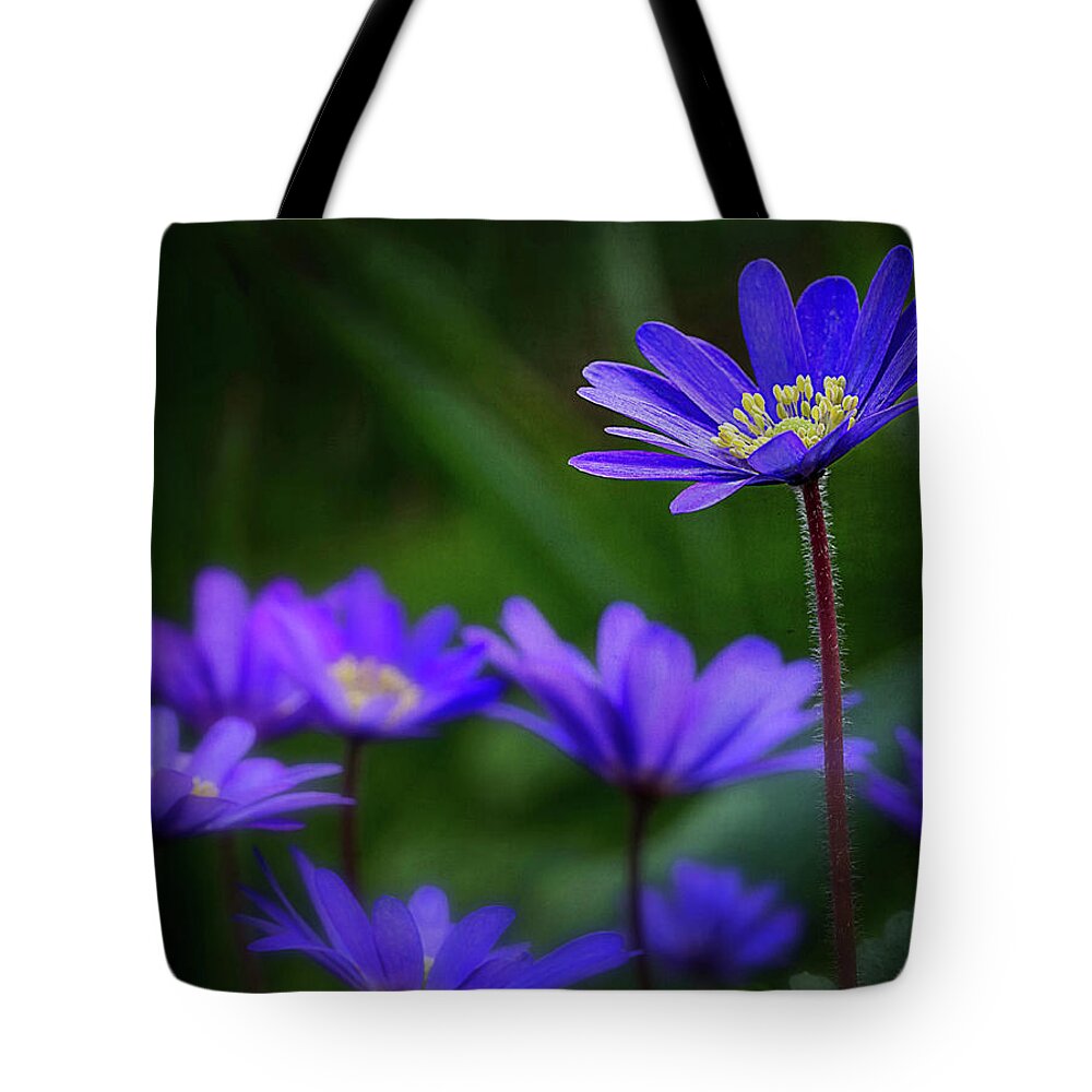 Anemone Hepatica Tote Bag featuring the photograph Standing Out From the Crowd by Mary Jo Allen