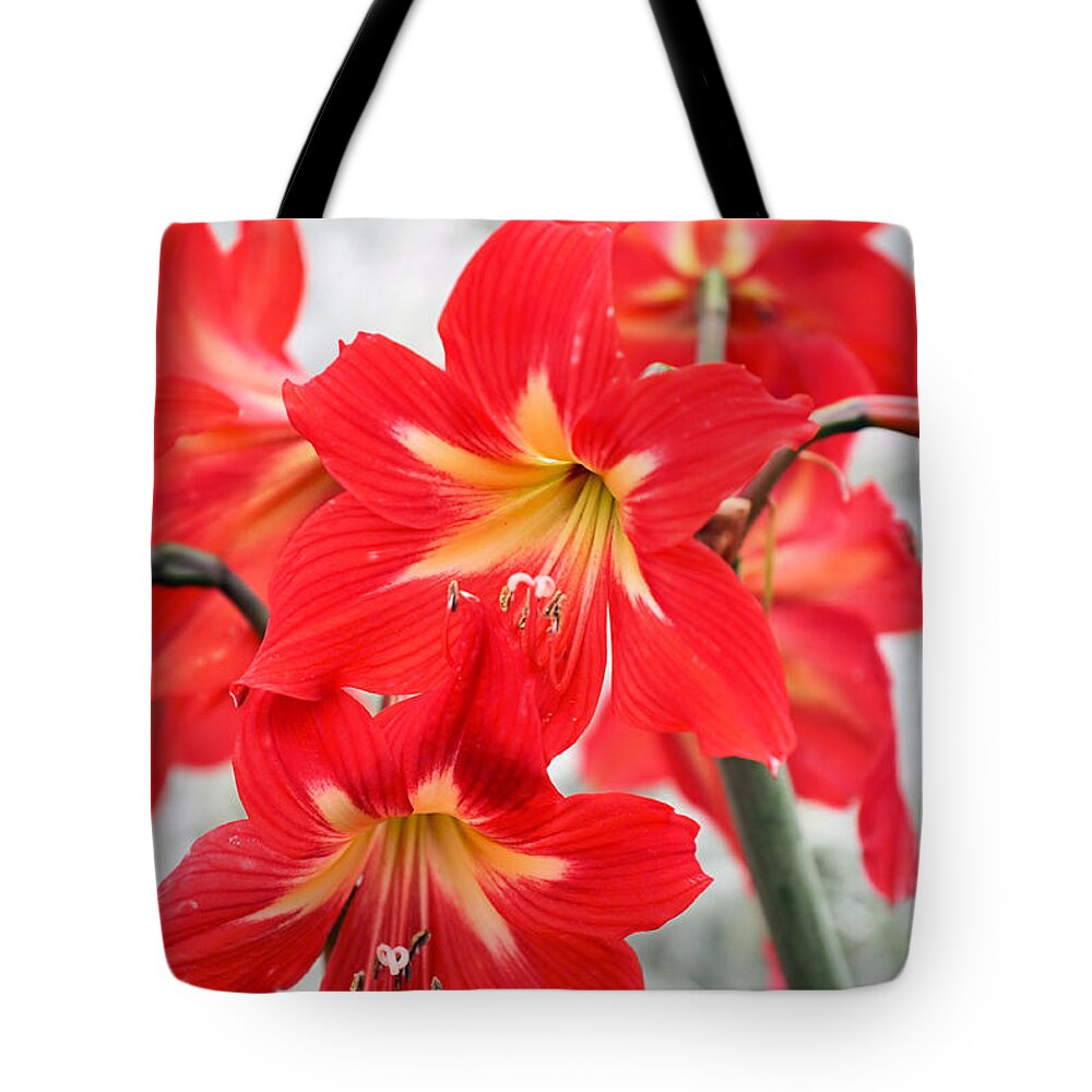 Amaryllis Tote Bag featuring the photograph Standing Tall by Katherine White