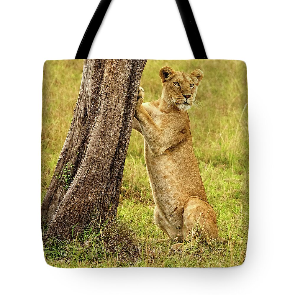 Lioness Tote Bag featuring the photograph Standup Lioness by Steven Upton